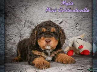 Mini Goldendoodle dogs for sale: Myla - Ad 2