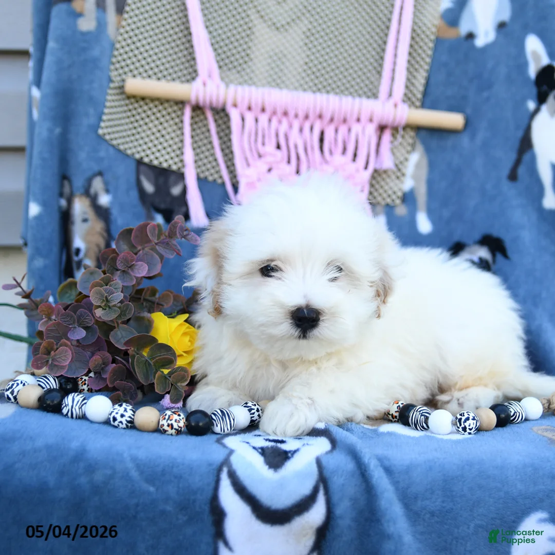 Maltipoo dogs for sale: Alvin - Ad 1