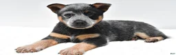 Australian Cattle Dog dogs for sale: Riley - Ad 3