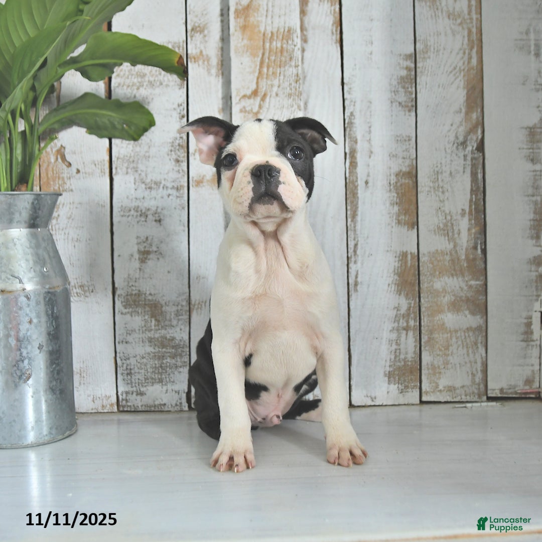 Boston Terrier dogs for sale: Naveen - Ad 1