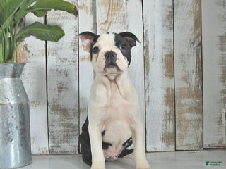 Boston Terrier dogs Naveen - Ad 4