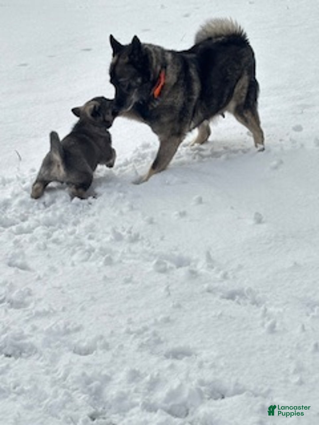 Norwegian Elkhound dogs for sale: Little Boy Blue - Ad 6