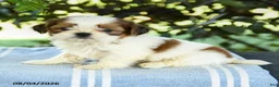 Shih Tzu dogs for sale: Gavin - Ad 1