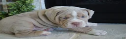 Olde English Bulldogge dogs for sale: Bruno - Ad 5