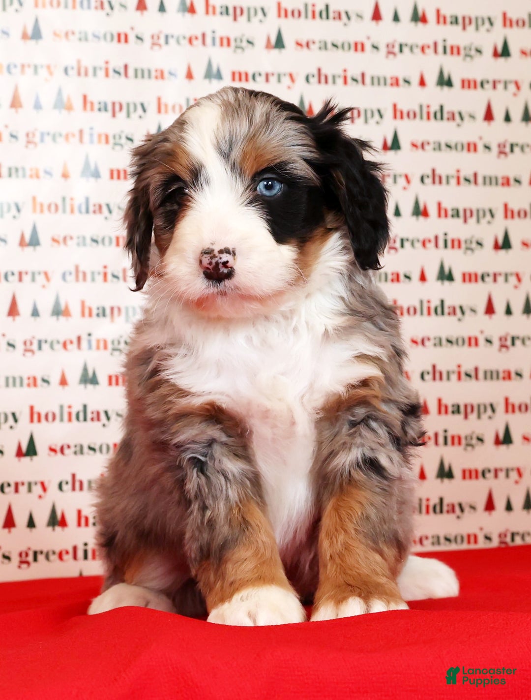 Mini Bernedoodle dogs for sale: Otis - Ad 6