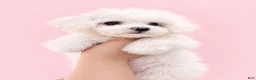 Maltese dogs for sale: Dolly - Ad 1