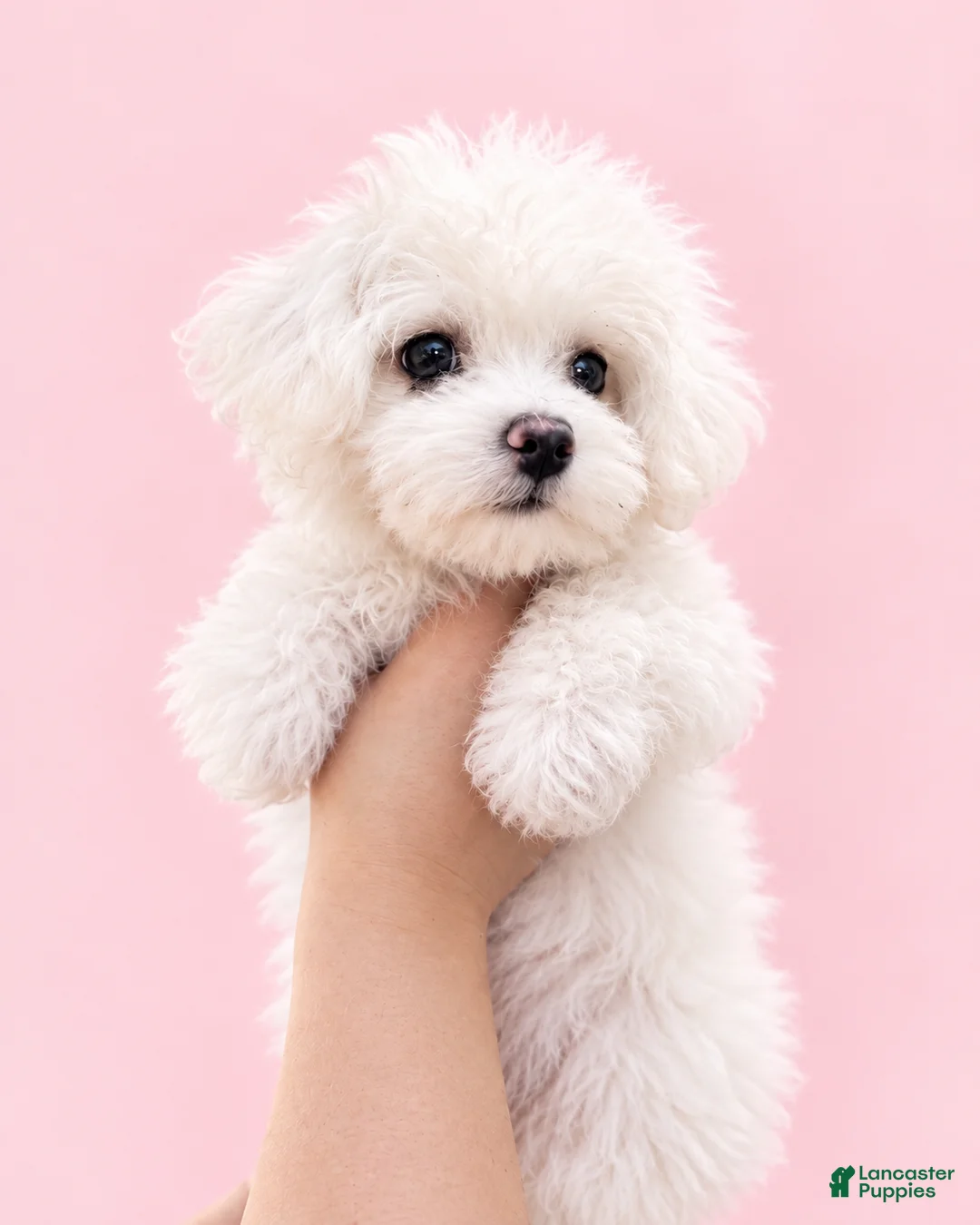 Maltese dogs for sale: Dolly - Ad 1