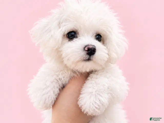 Maltese dogs Dolly - Ad 1