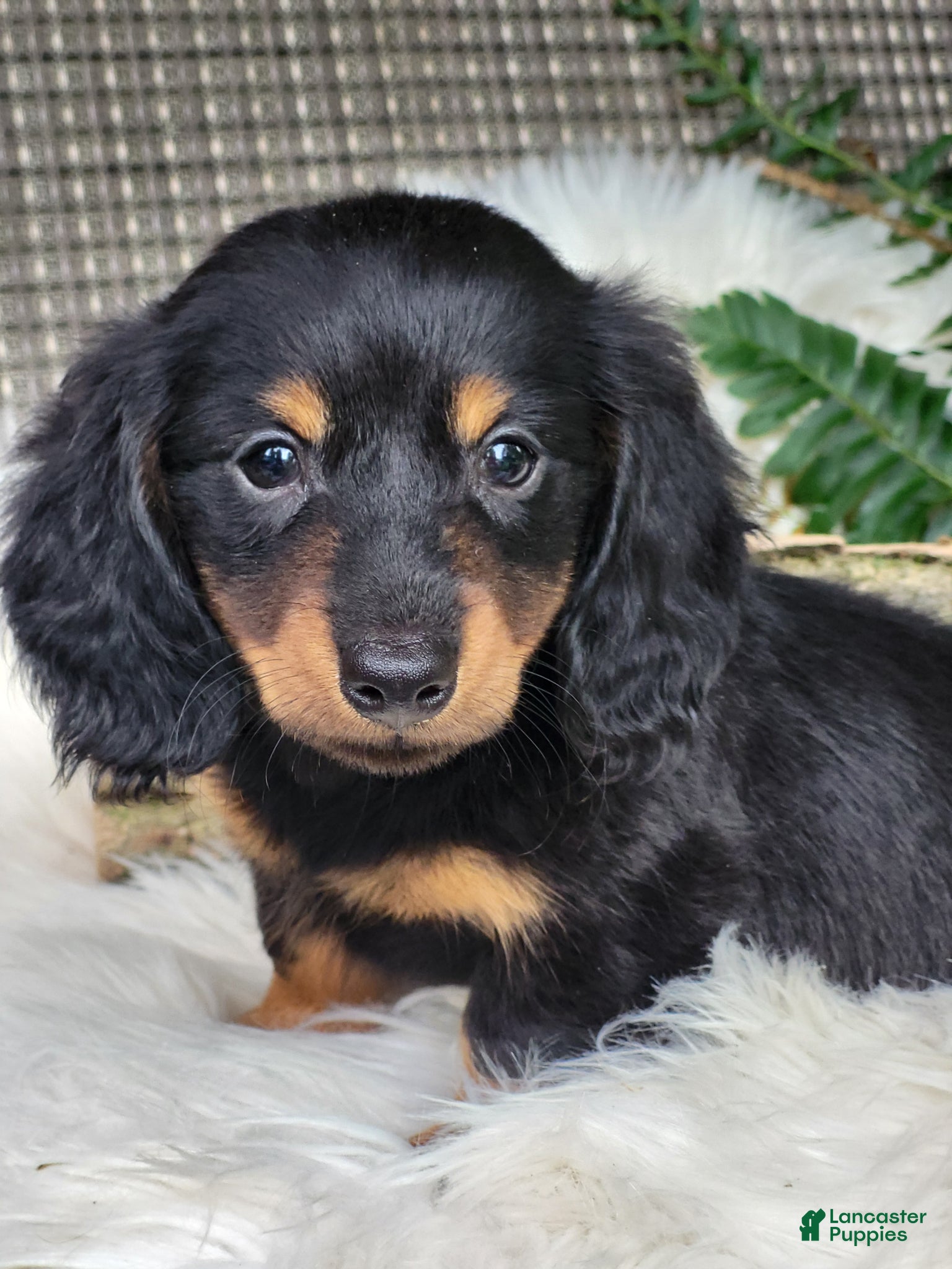 Miniature Dachshund dogs Mike - Ad 1