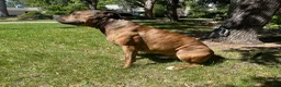 American Pit Bull Terrier dogs for stud: Sekhmet's Kennel - Ad 3