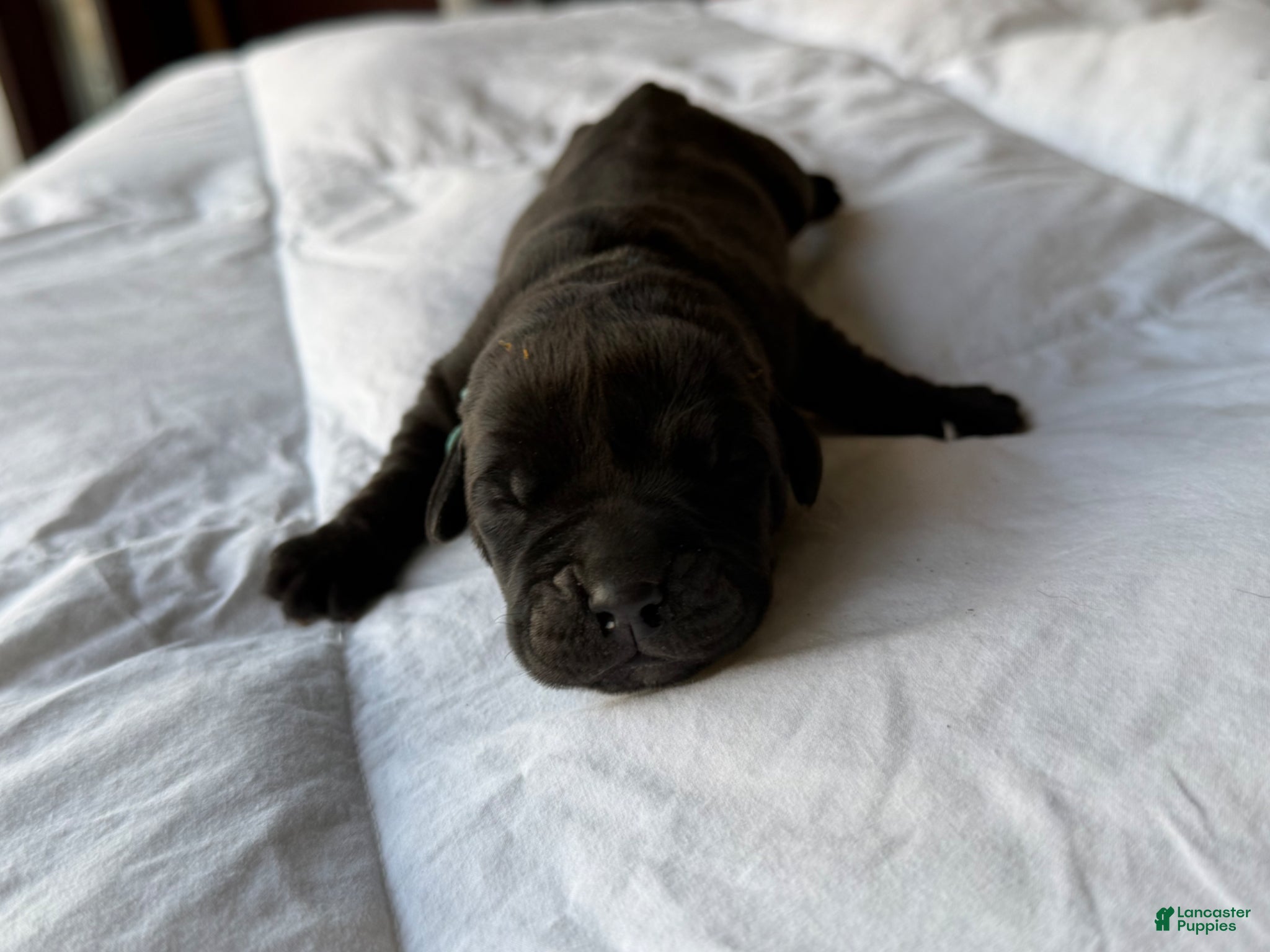 Cane Corso dogs Cane Corso Puppy 2 - Ad 7