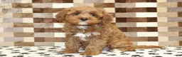 Cavapoo dogs for sale: Grace - Ad 1