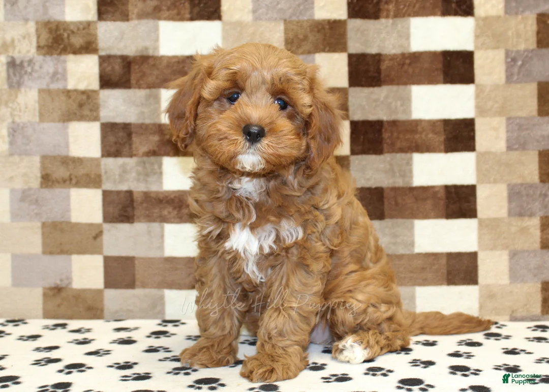 Cavapoo dogs for sale: Grace - Ad 1