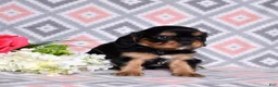 Cavalier King Charles Spaniel dogs for sale: Bear - Ad 4