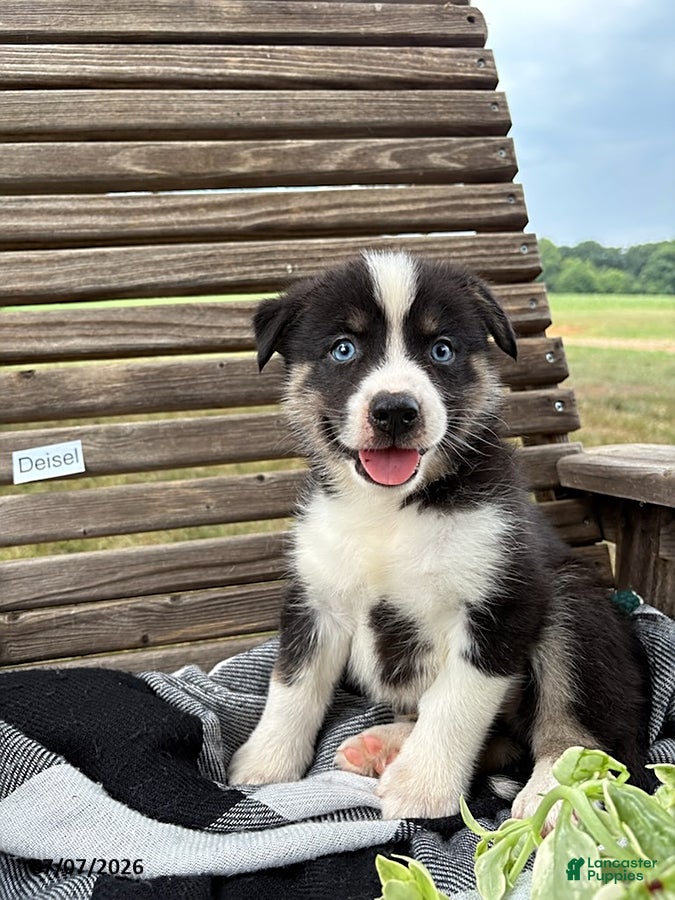 Pomsky dogs Diesel - Ad 1