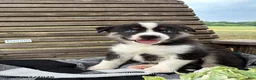 Pomsky dogs for sale: Diesel - Ad 1