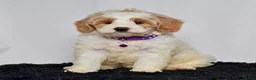 Mini Goldendoodle dogs for sale: Ms. Maddie - Ad 6