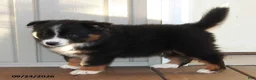 Mixed Breed dogs for sale: Craig - Ad 2