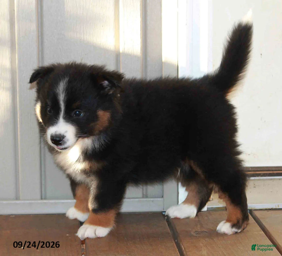 Mixed Breed dogs for sale: Craig - Ad 2