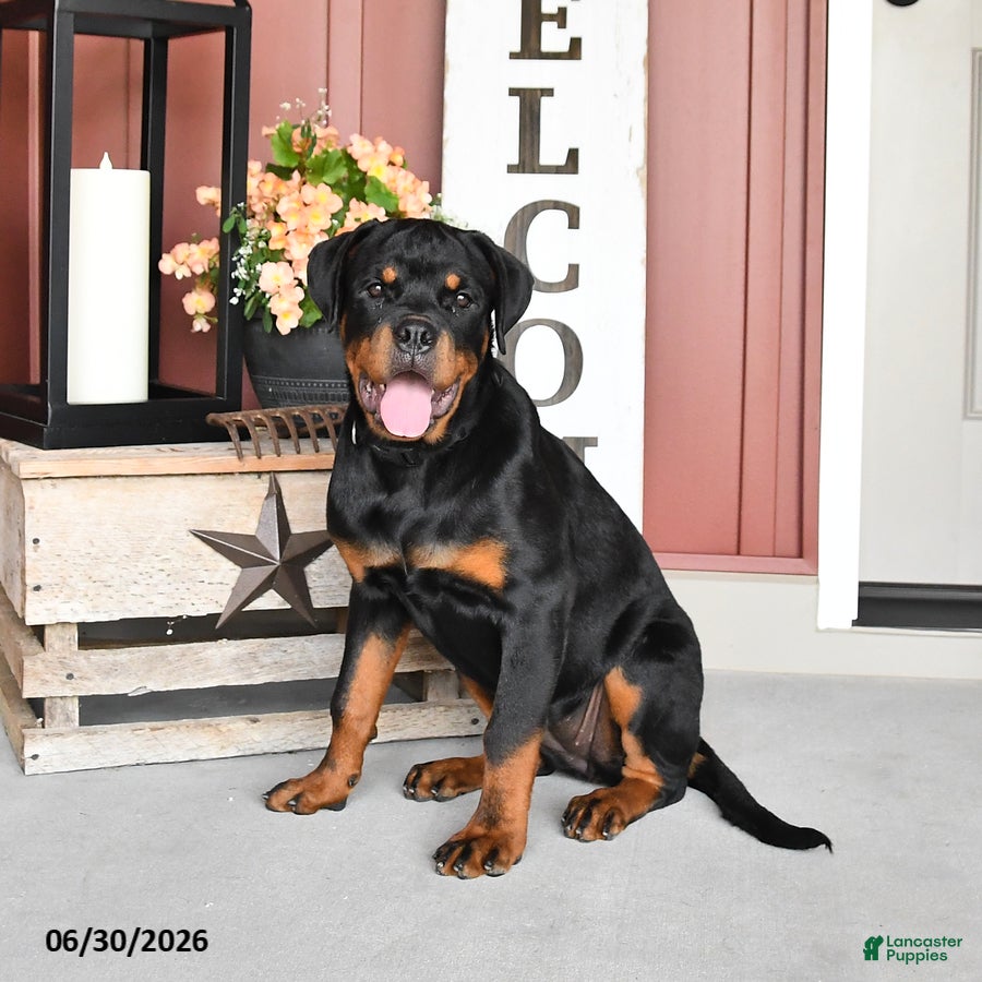 Rottweiler dogs Riann - Ad 1