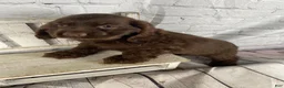 Cocker Spaniel dogs for sale: Copper - Ad 8