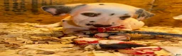 Dalmatian dogs for sale: Male 1 - Ad 5