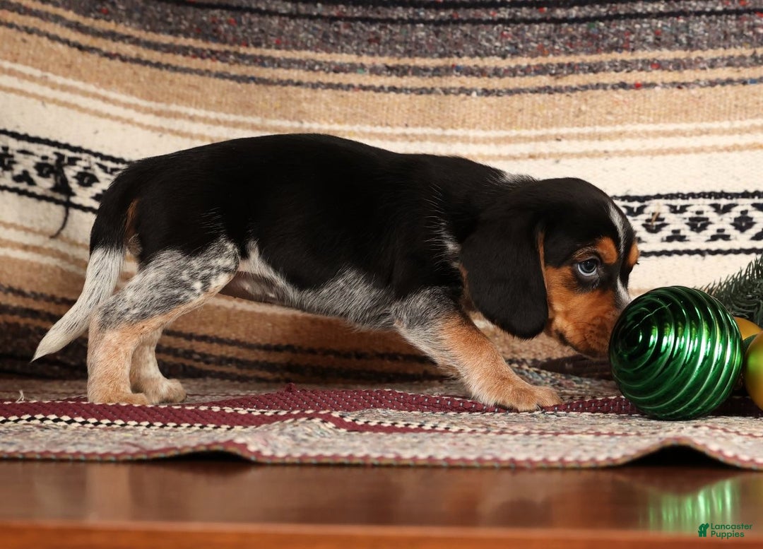 Beagle dogs for sale: Missy - Ad 3