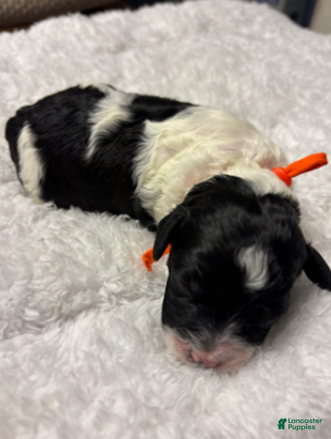 Cavapoo dogs for sale: Nick - Ad 7