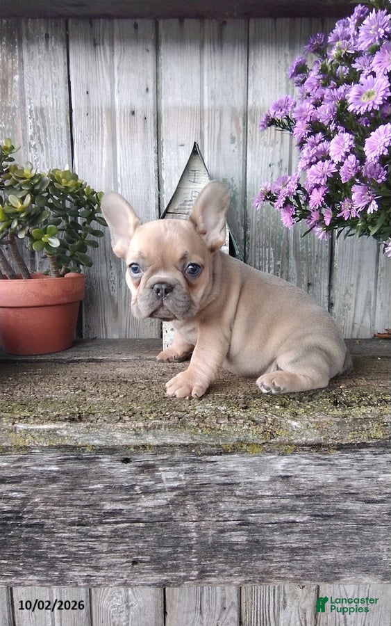 French Bulldog dogs Jenna - Ad 1