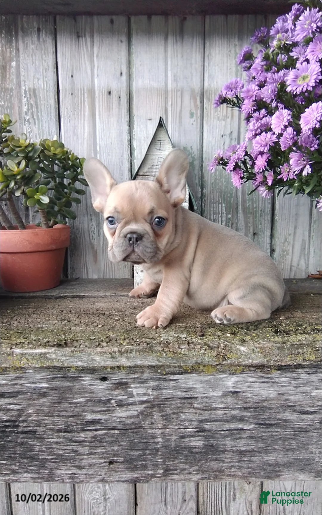 French Bulldog dogs for sale: Jenna - Ad 1