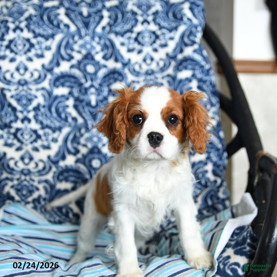 Cavalier King Charles Spaniel dogs Jasper - Ad 1