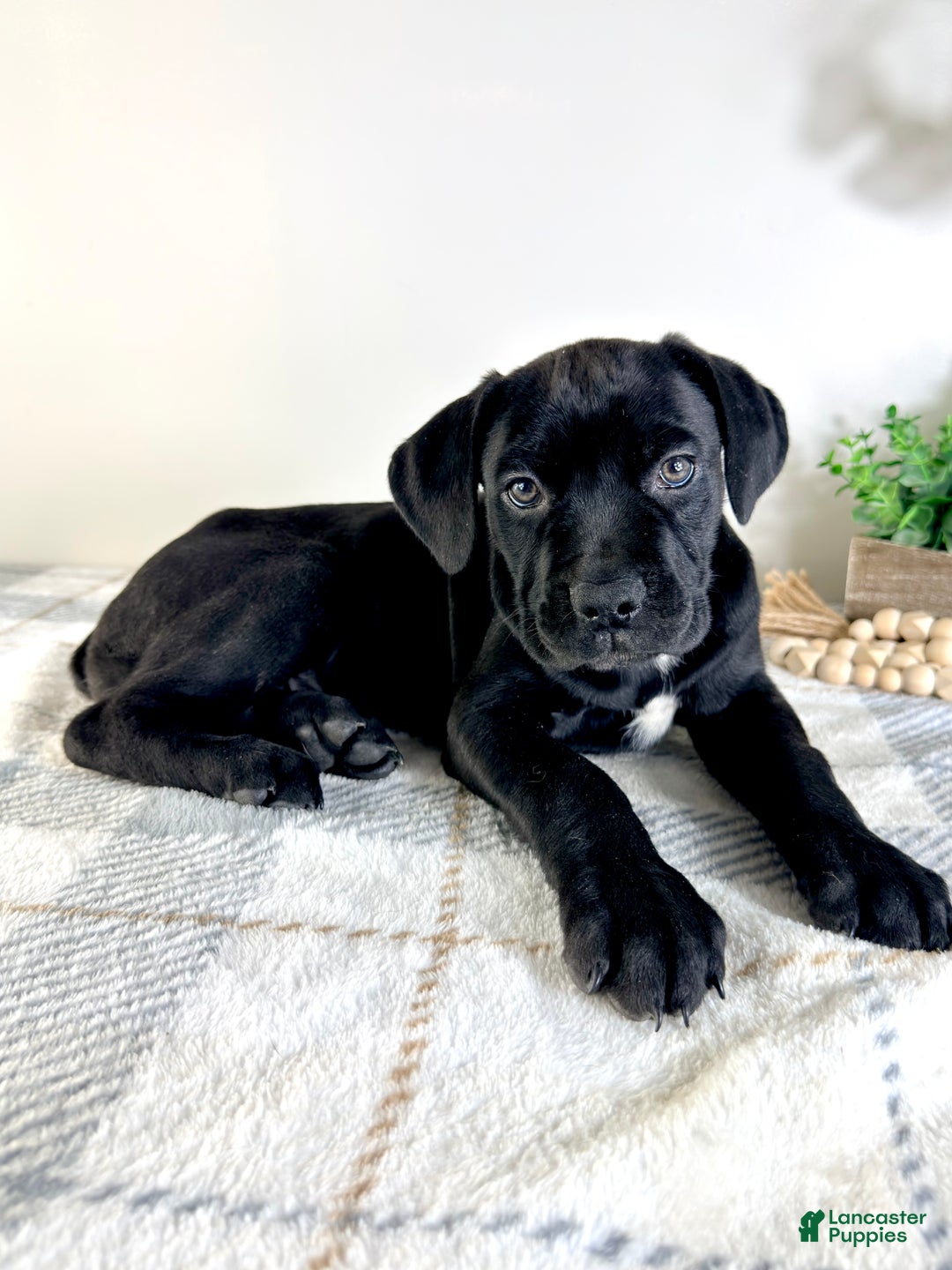 Cane Corso dogs for sale: Reign - Ad 4