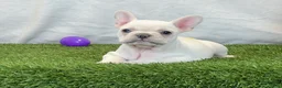 French Bulldog dogs for sale: Dixie - Ad 4