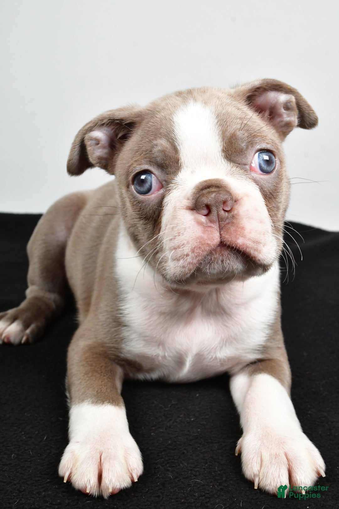 Boston Terrier dogs for sale: Macy - Ad 5