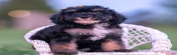 Toy Poodle dogs for sale: Arthur AKC  - Ad 2