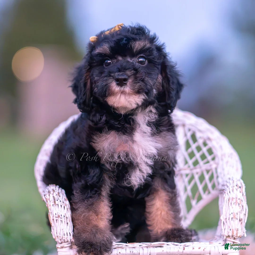 Toy Poodle dogs for sale: Arthur AKC  - Ad 2