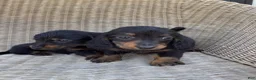 Dachshund dogs for sale: Rocky - Ad 4