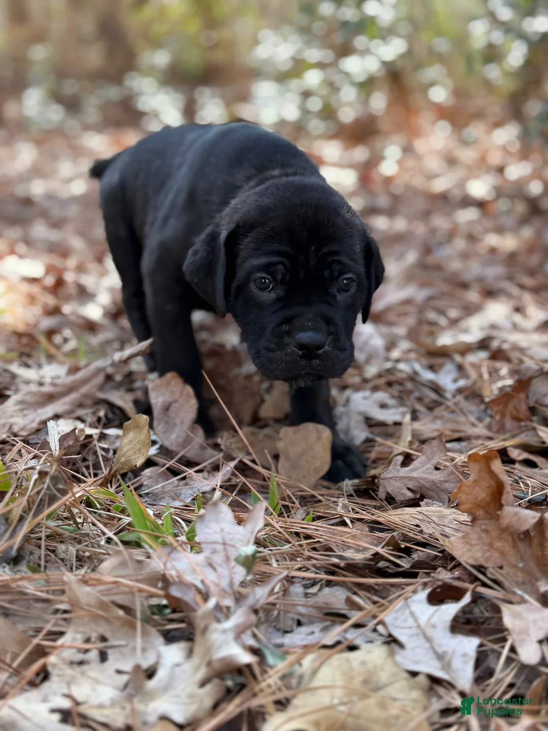 Cane Corso dogs for sale: Hermes  - Ad 2