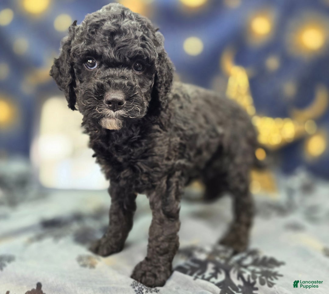 Cockapoo dogs for sale: Crescent - Ad 10