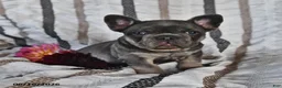 French Bulldog dogs for sale: Ollie  - Ad 3