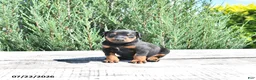 Doberman Pinscher dogs for sale: Benji - Ad 3