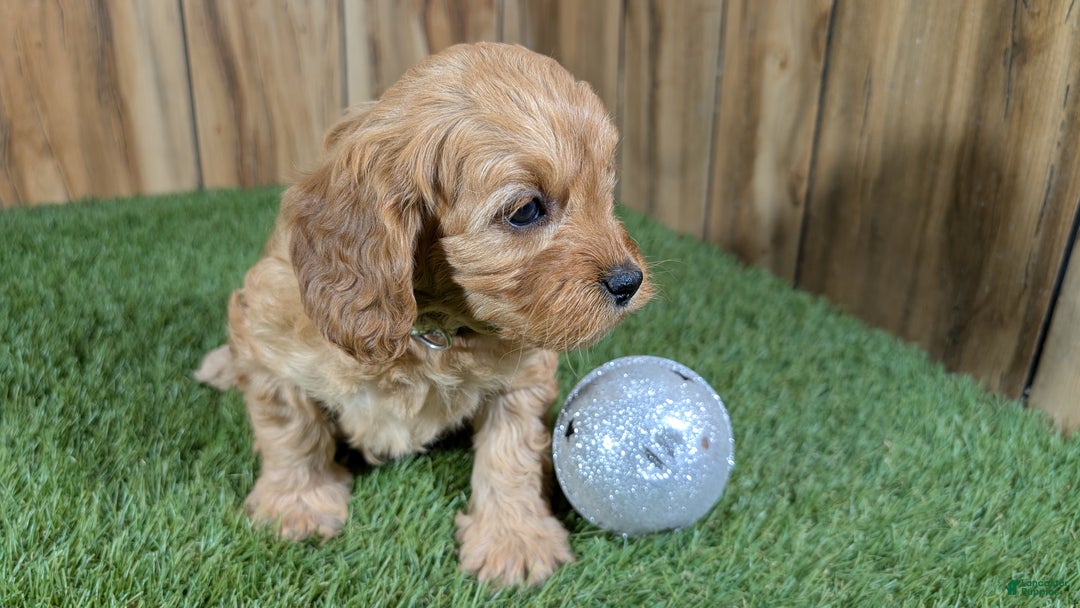 Cavapoo dogs for sale: Milly Girl 2 - Ad 3