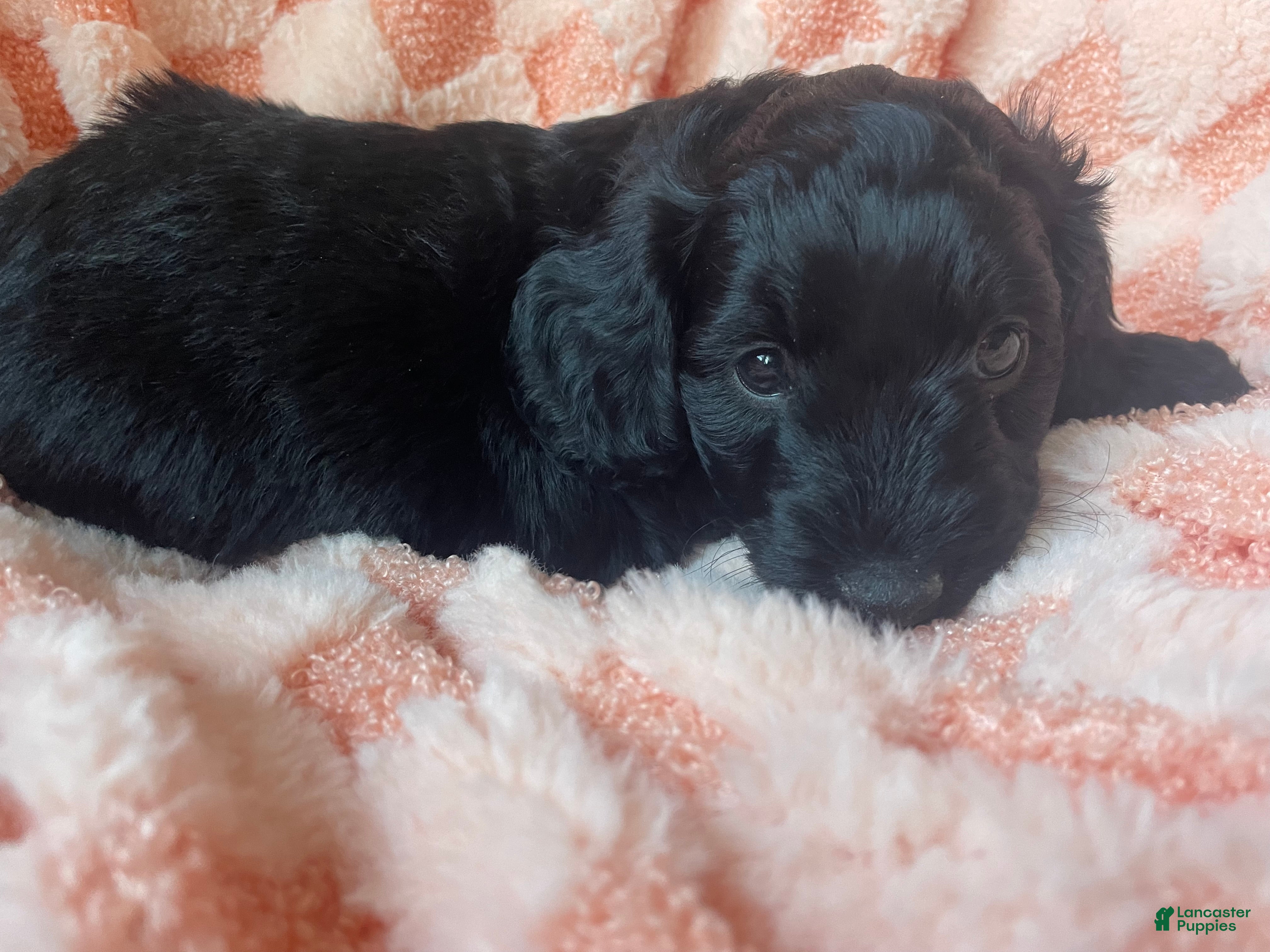 Labradoodle dogs Shadow - Ad 1