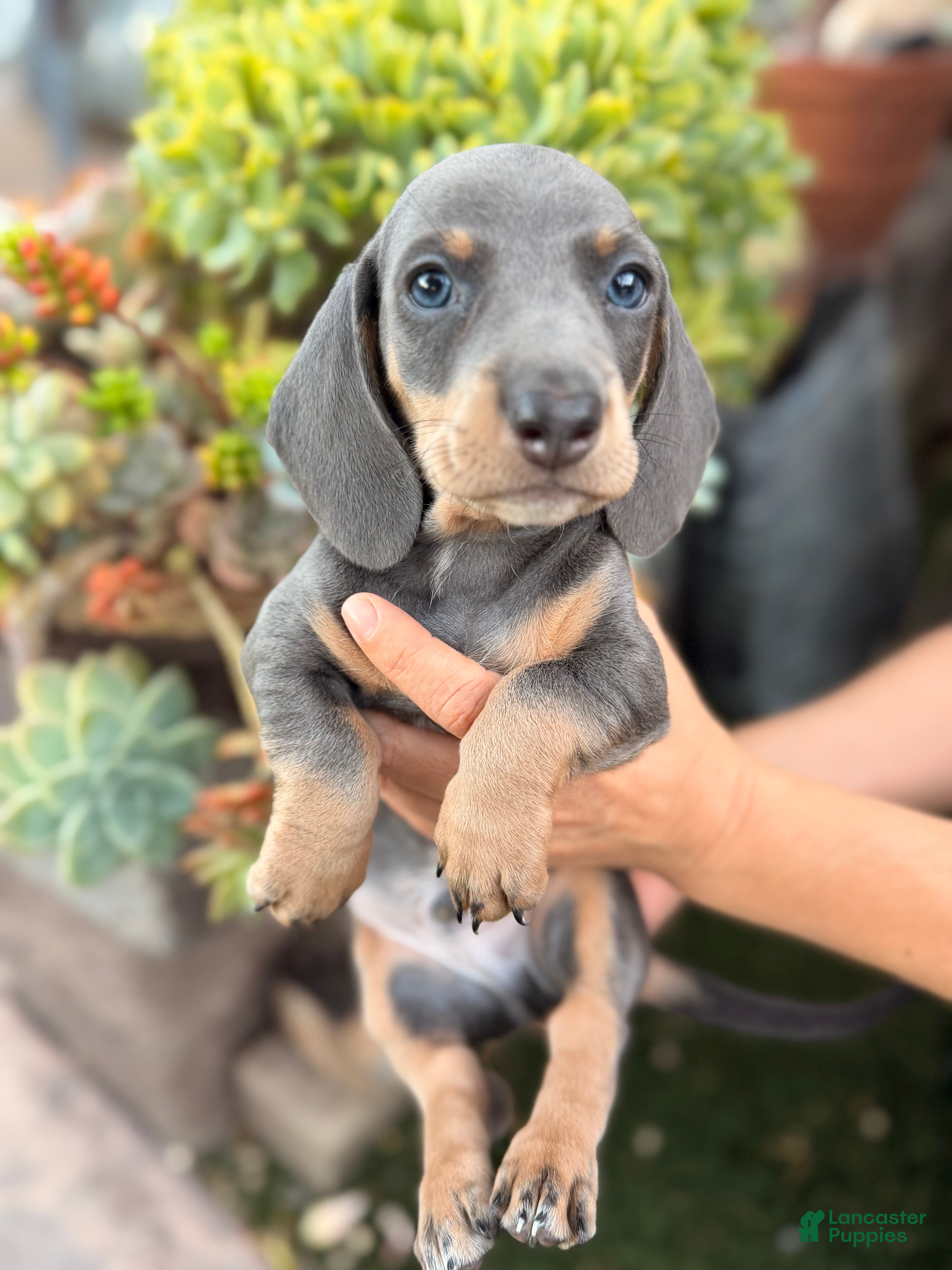 Miniature Dachshund dogs for sale: Miniature Blue Dachshud Riley - Ad 1
