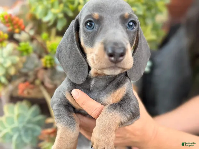 Miniature Dachshund dogs for sale: Miniature Blue Dachshud Riley - Ad 1