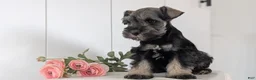 Miniature Schnauzer dogs for sale: Bingo - Ad 2
