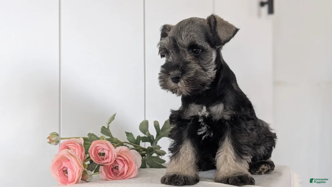 Miniature Schnauzer dogs for sale: Bingo - Ad 2