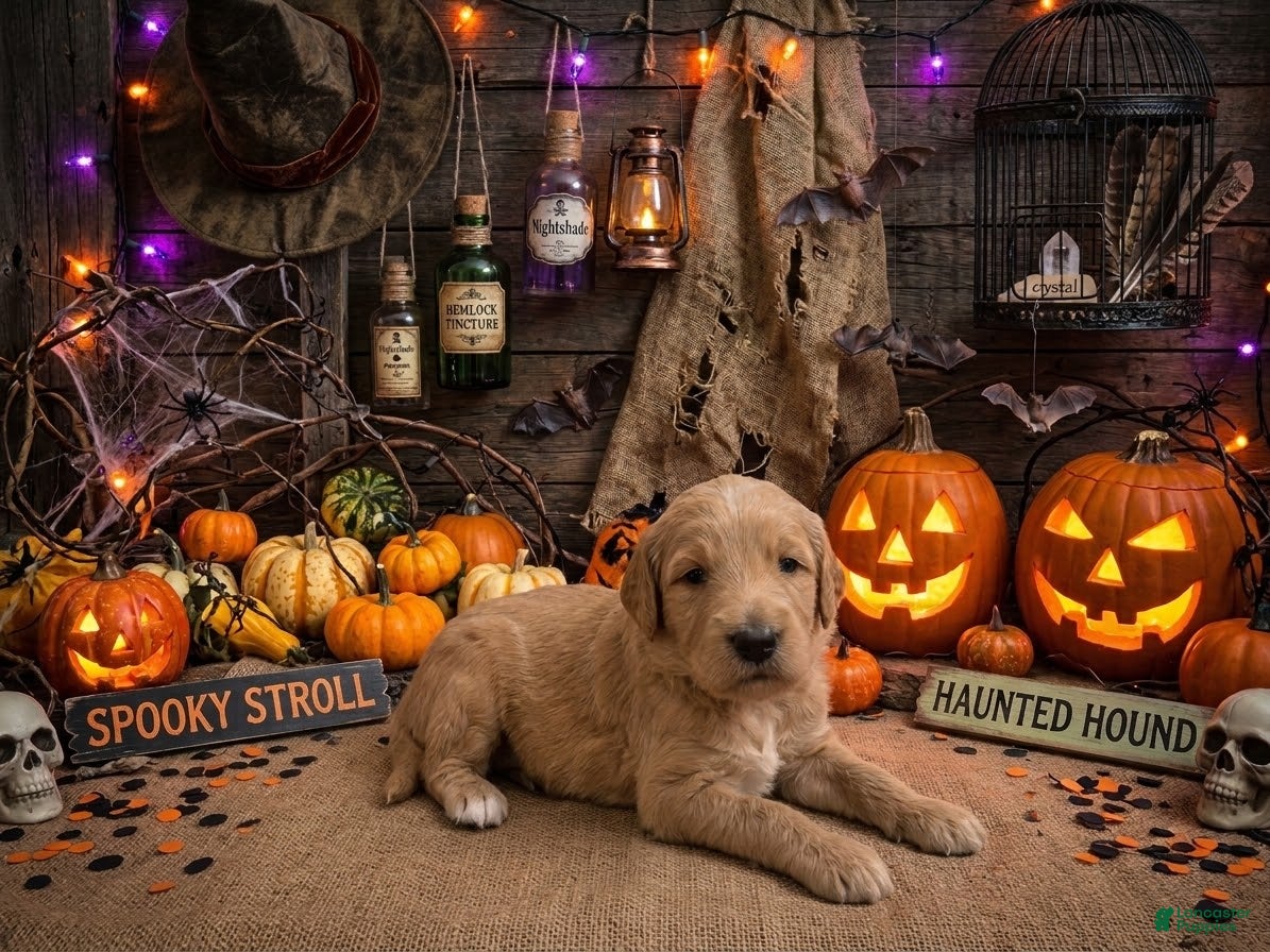 Goldendoodle dogs for sale: Sassy - Ad 1