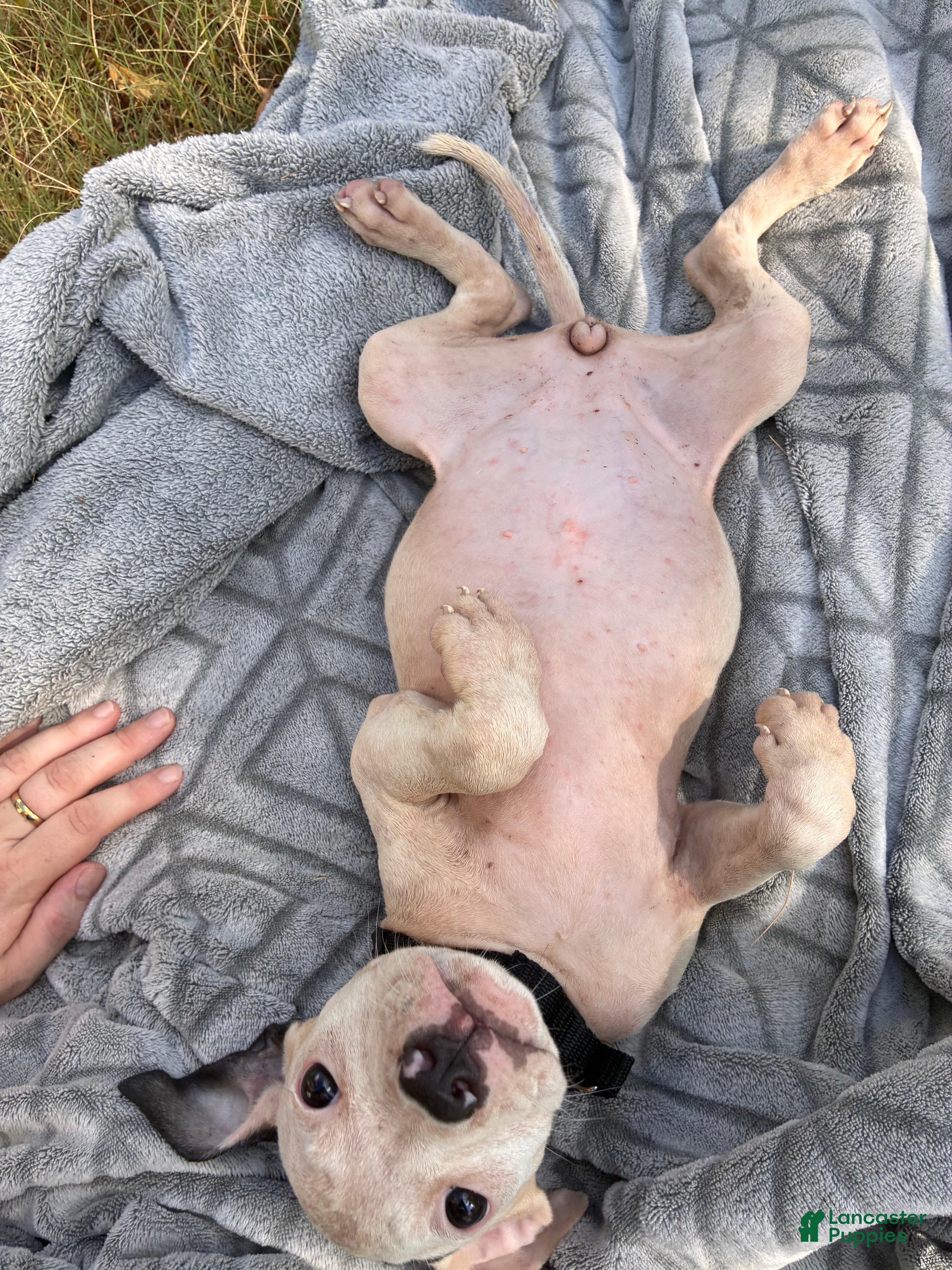 American Bully dogs Petunia - Ad 26