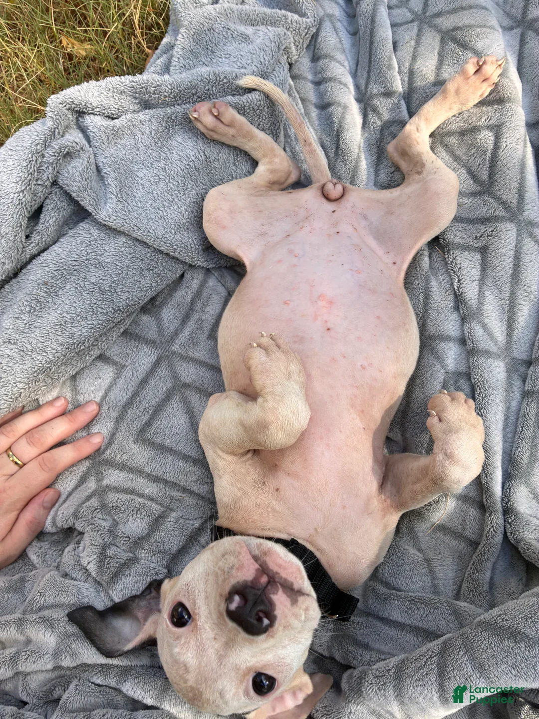 American Bully dogs for sale: Petunia - Ad 1